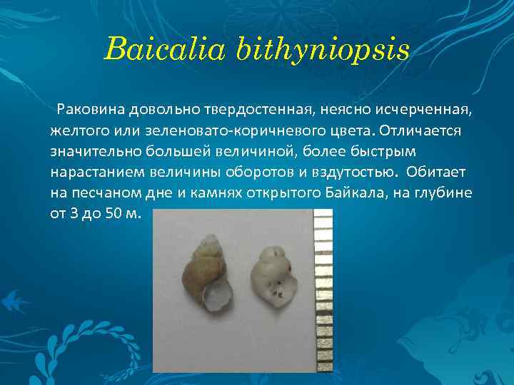 Baicalia bithyniopsis Раковина довольно твердостенная, неясно исчерченная, желтого или зеленовато-коричневого цвета. Отличается значительно большей