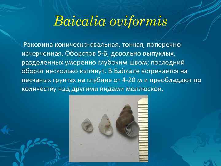 Baicalia oviformis Раковина коническо-овальная, тонкая, поперечно исчерченная. Оборотов 5 -6, довольно выпуклых, разделенных умеренно