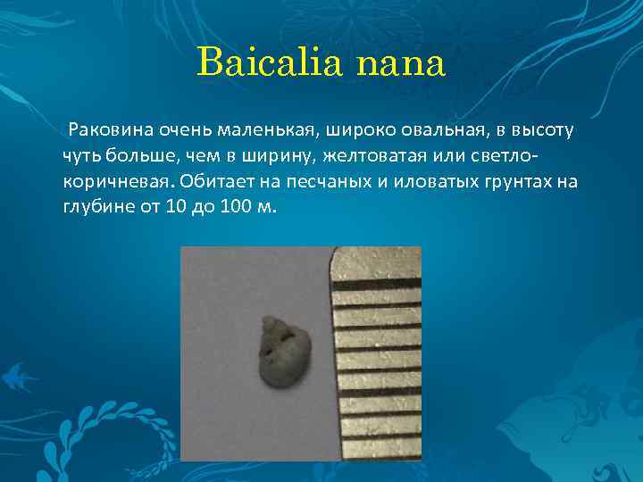 Baicalia nana Раковина очень маленькая, широко овальная, в высоту чуть больше, чем в ширину,