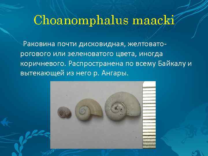 Choanomphalus maacki Раковина почти дисковидная, желтовато- рогового или зеленоватого цвета, иногда коричневого. Распространена по