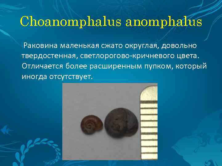 Choanomphalus Раковина маленькая сжато округлая, довольно твердостенная, светлорогово-кричневого цвета. Отличается более расширенным пупком, который