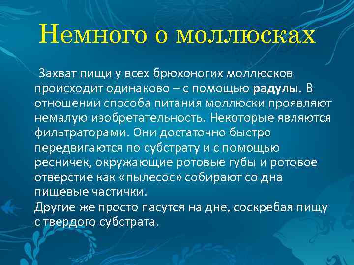 Немного о моллюсках Захват пищи у всех брюхоногих моллюсков происходит одинаково – с помощью