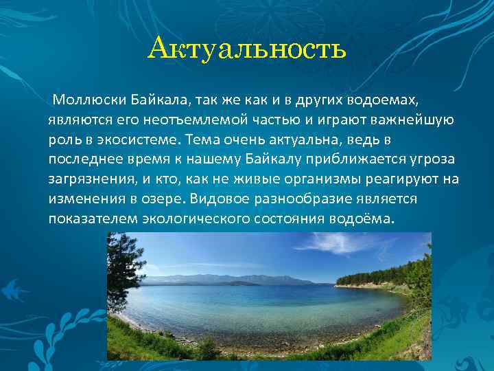 Актуальность Моллюски Байкала, так же как и в других водоемах, являются его неотъемлемой частью