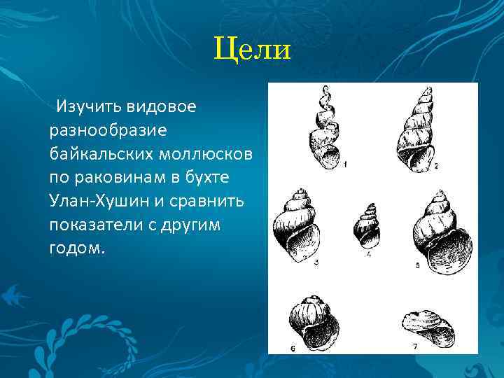 Цели Изучить видовое разнообразие байкальских моллюсков по раковинам в бухте Улан-Хушин и сравнить показатели