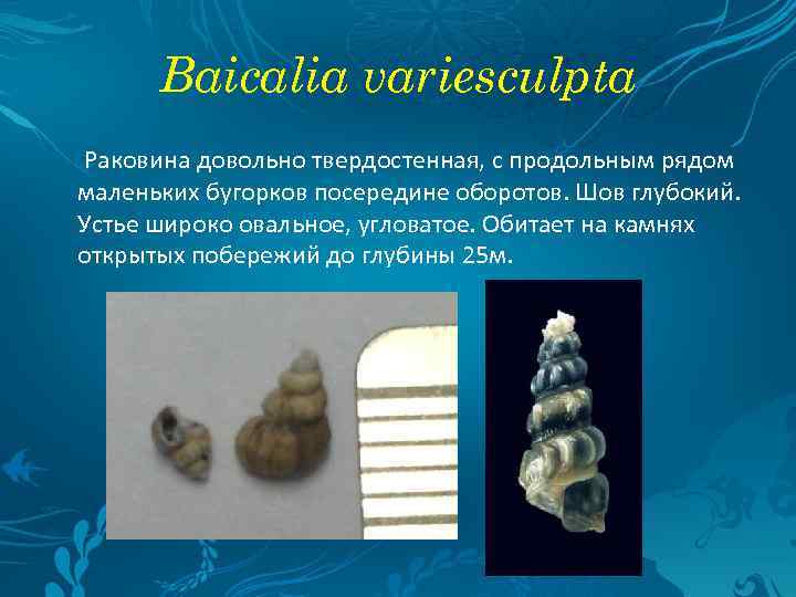 Baicalia variesculpta Раковина довольно твердостенная, с продольным рядом маленьких бугорков посередине оборотов. Шов глубокий.