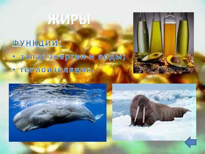 ЖИРЫ 