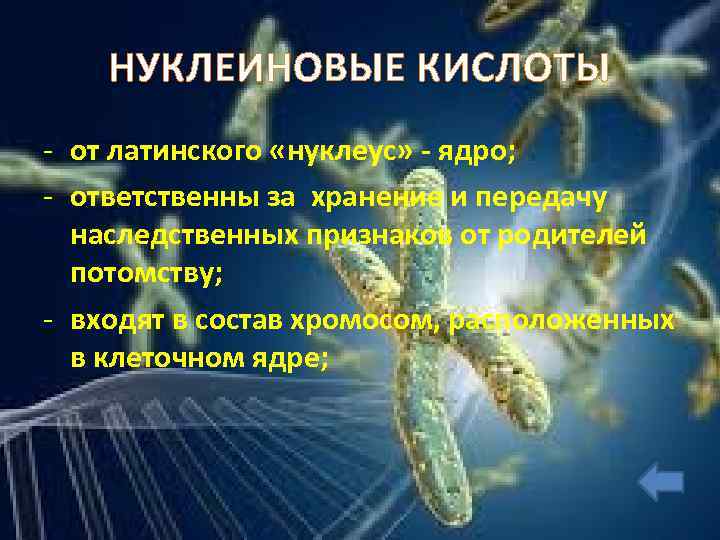НУКЛЕИНОВЫЕ КИСЛОТЫ - от латинского «нуклеус» - ядро; - ответственны за хранение и передачу