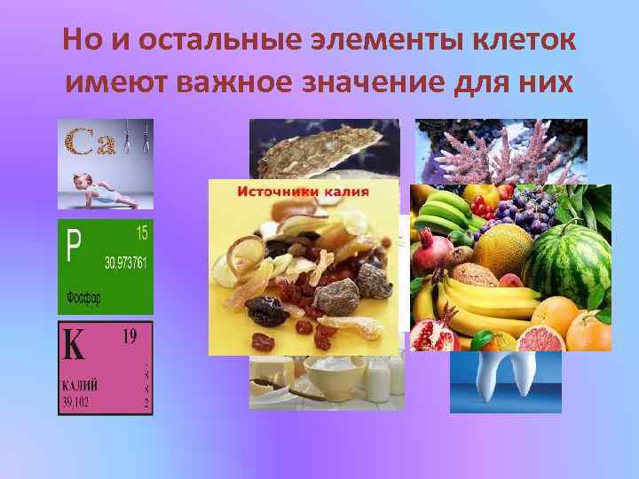 Но и остальные элементы клеток имеют важное значение для них 