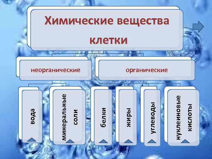 нуклеиновые кислоты углеводы неорганические жиры белки минеральные соли вода Химические вещества клетки органические 