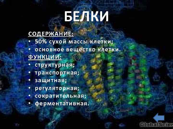 БЕЛКИ СОДЕРЖАНИЕ: • 50% сухой массы клетки; • о сновное вещество клетки. ФУНКЦИИ: •