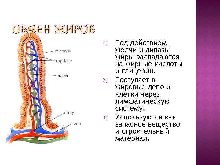 1) 2) 3) Под действием желчи и липазы жиры распадаются на жирные кислоты и