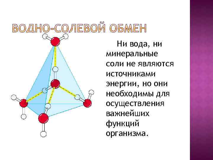 Ни вода, ни минеральные соли не являются источниками энергии, но они необходимы для осуществления