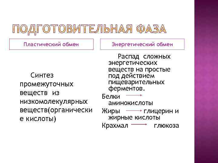 3 пластический обмен. Пластический обмен - Синтез сложных. Пластический обмен жиров. Подготовительный этап пластического обмена. Метаболизм Синтез распад таблица.