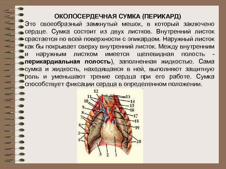 Положение сердца