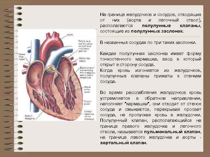 Полулунные клапаны легочной артерии