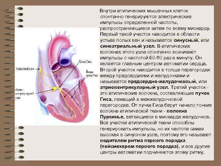  Внутри атипических мышечных клеток спонтанно генерируются электрические импульсы определенной частоты, распространяющиеся затем по