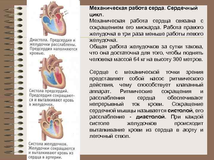 Проект работа сердца