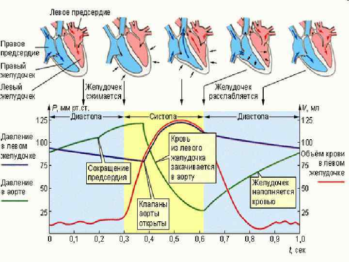 Цикл предсердий. Давление в левом желудочке. Давление в предсердиях и желудочках. Давление крови в левом желудочке. Объем крови выбрасываемый левым и правым желудочком.