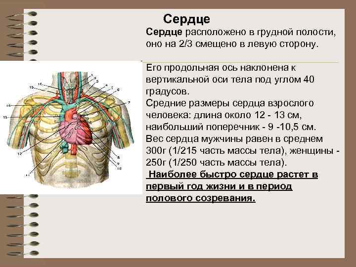 Сердце находится с левой стороны