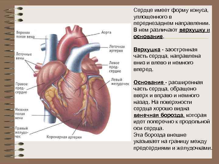 Поверхности сердца