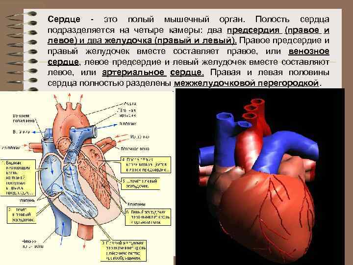 Полости сердца. Сердце полый мышечный орган. Левая и правая половина сердца. Сердце это мышца или орган.