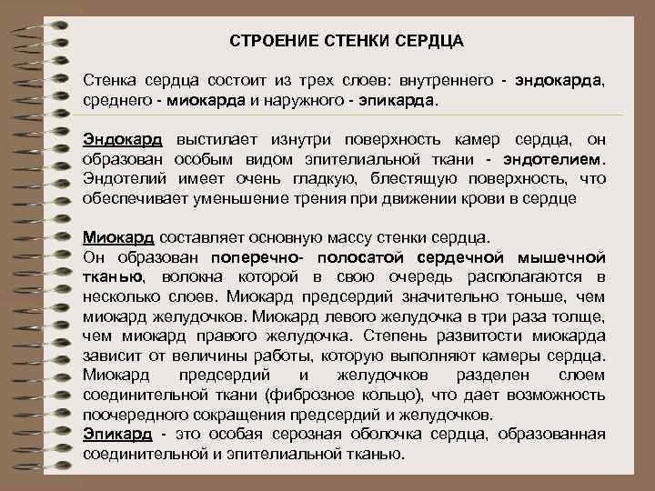 СТРОЕНИЕ СТЕНКИ СЕРДЦА Стенка сердца состоит из трех слоев: внутреннего - эндокарда, среднего -