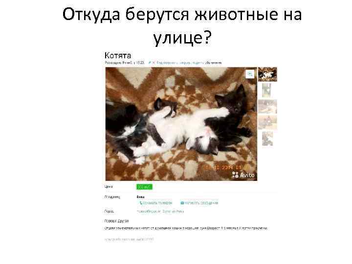 Откуда берутся животные на улице? 