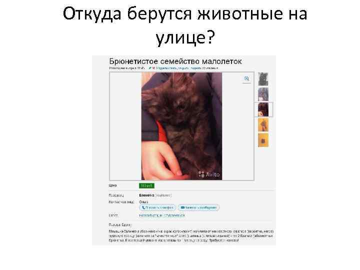 Откуда берутся животные на улице? 