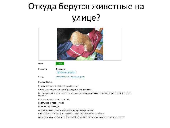 Откуда берутся животные на улице? 