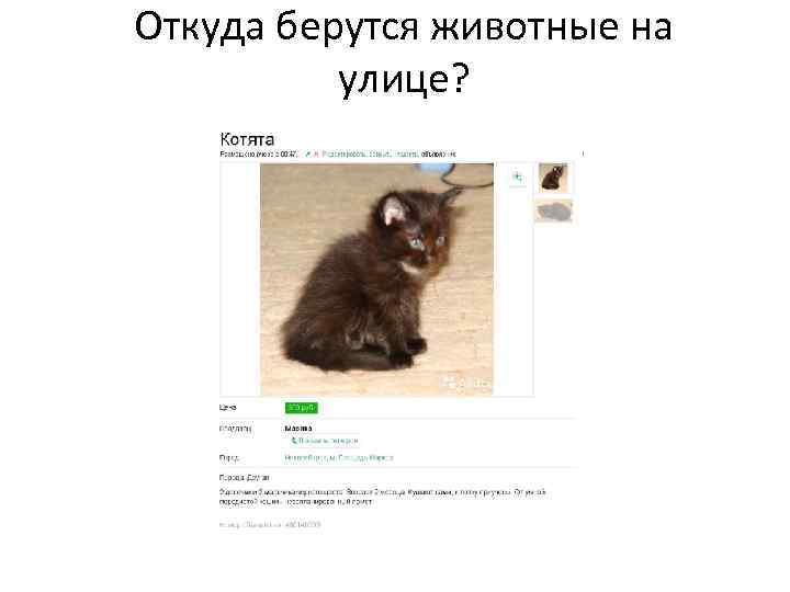 Откуда берутся животные на улице? 