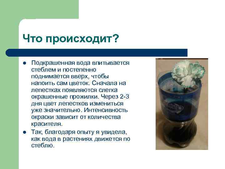 Что происходит? l l Подкрашенная вода впитывается стеблем и постепенно поднимается вверх, чтобы напоить