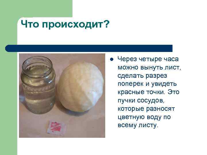 Что происходит? l Через четыре часа можно вынуть лист, сделать разрез поперек и увидеть