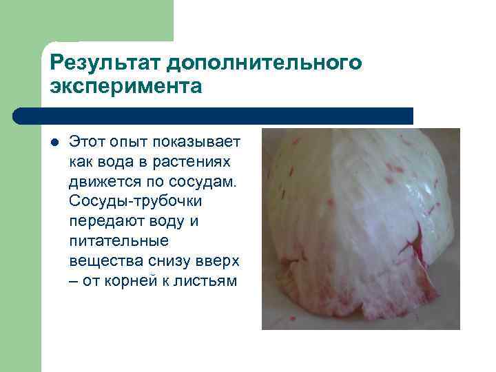 Результат дополнительного эксперимента l Этот опыт показывает как вода в растениях движется по сосудам.