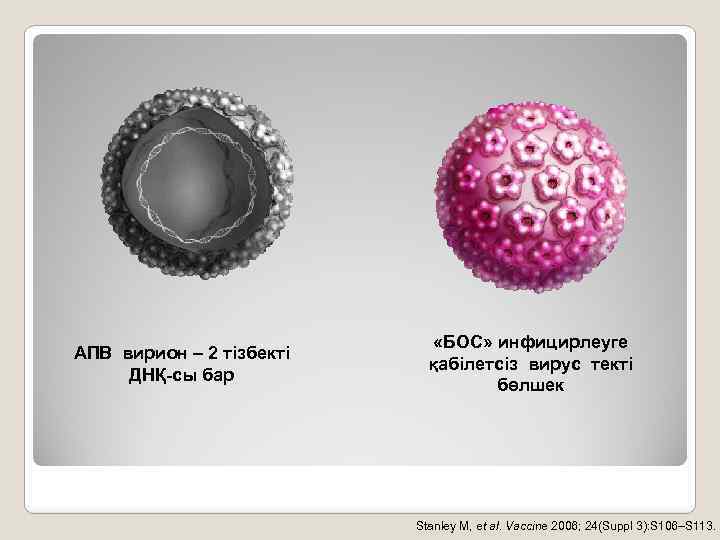 АПВ вирион – 2 тізбекті ДНҚ-сы бар «БОС» инфицирлеуге қабілетсіз вирус текті бөлшек Stanley