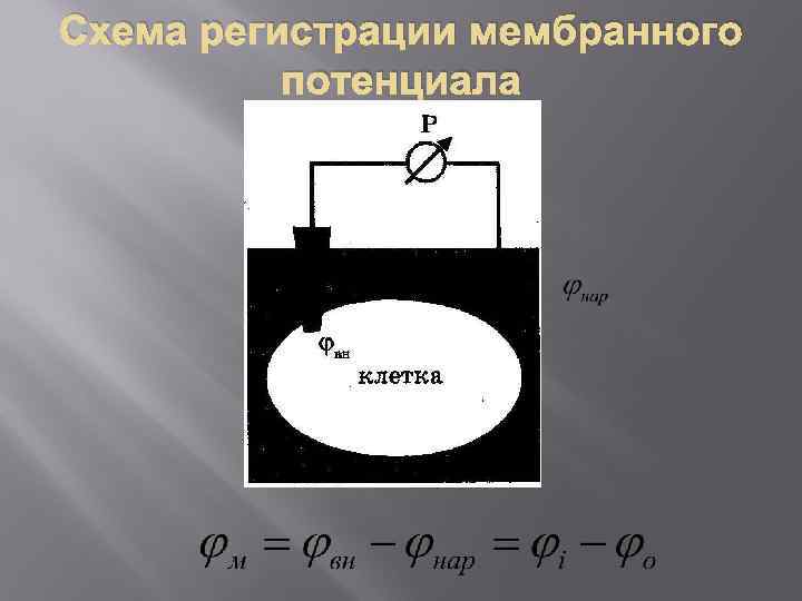 Схема регистрации мембранного потенциала 