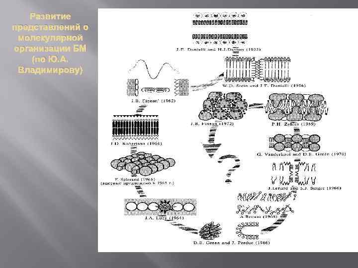 Развитие представлений о молекулярной организации БМ (по Ю. А. Владимирову) 