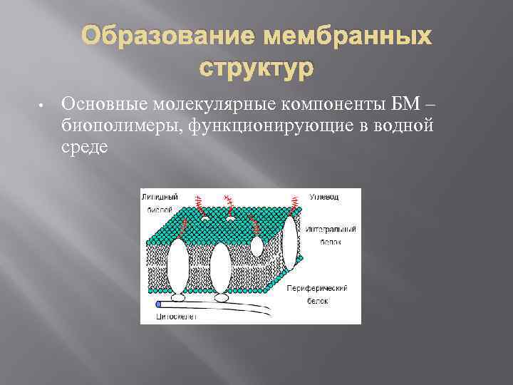 Образование мембранных структур • Основные молекулярные компоненты БМ – биополимеры, функционирующие в водной среде