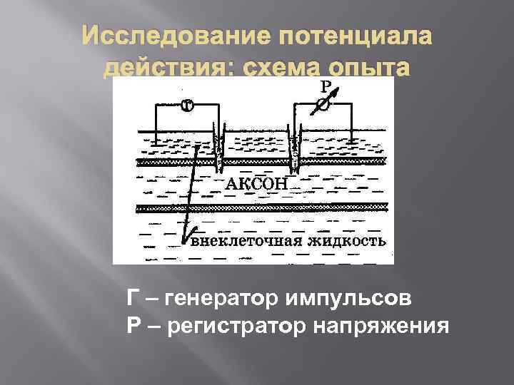 Исследование потенциала действия: схема опыта Г – генератор импульсов Р – регистратор напряжения 