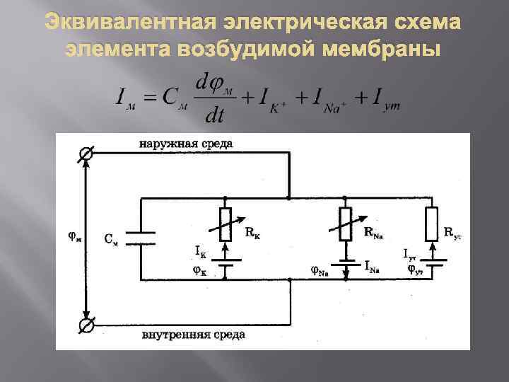 Эквивалентная электрическая схема элемента возбудимой мембраны 