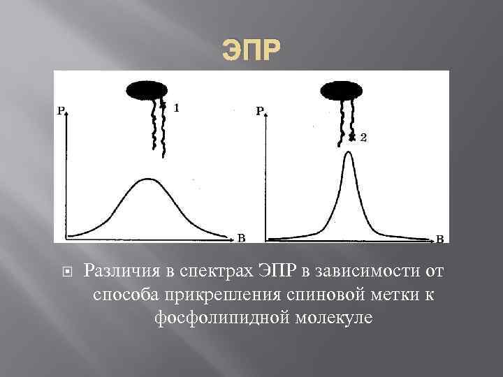 ЭПР Различия в спектрах ЭПР в зависимости от способа прикрепления спиновой метки к фосфолипидной