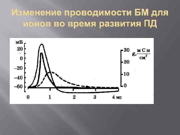 Изменение проводимости БМ для ионов во время развития ПД 