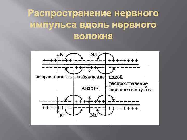 Распространение нервного импульса вдоль нервного волокна 