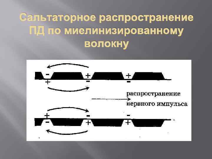 Сальтаторное распространение ПД по миелинизированному волокну 