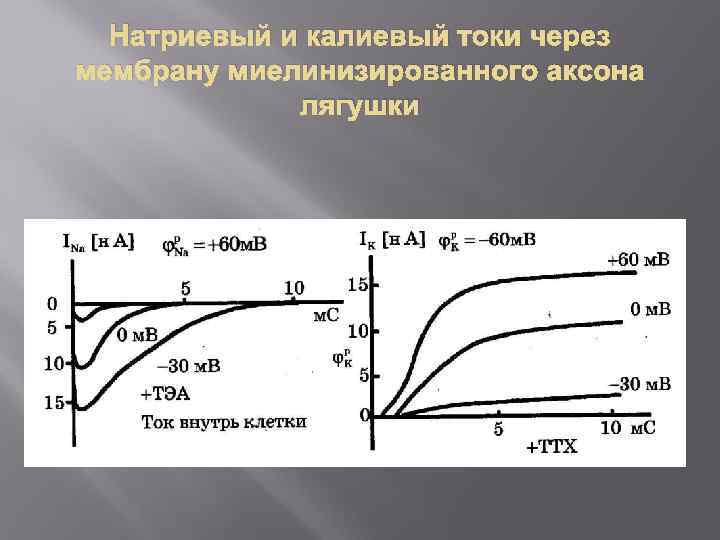 Натриевый и калиевый токи через мембрану миелинизированного аксона лягушки 