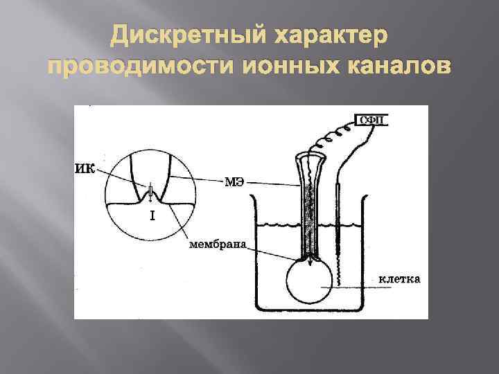 Дискретный характер проводимости ионных каналов 