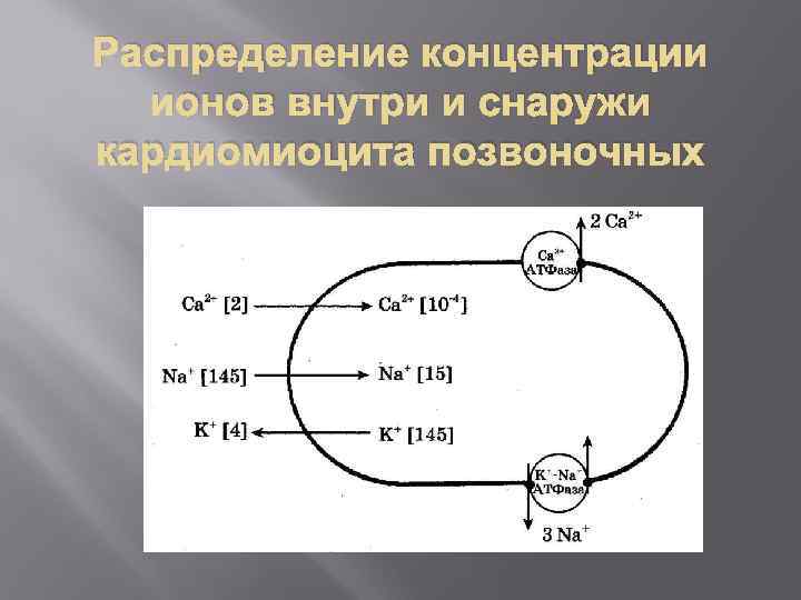 Распределение концентрации ионов внутри и снаружи кардиомиоцита позвоночных 