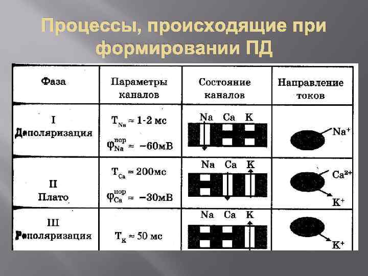 Процессы, происходящие при формировании ПД 