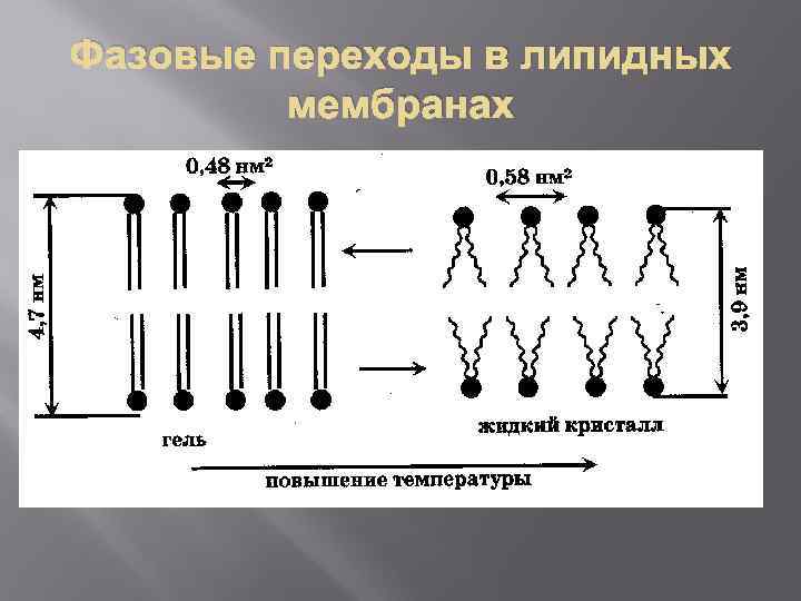 Фазовые переходы в липидных мембранах 