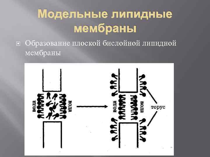 Модельные липидные мембраны Образование плоской бислойной липидной мембраны 