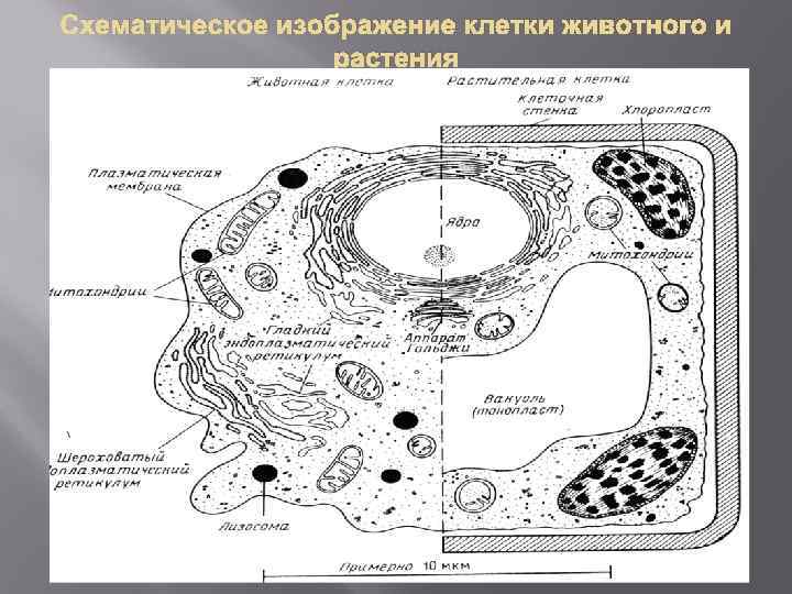 Схематическое изображение клетки животного и растения 